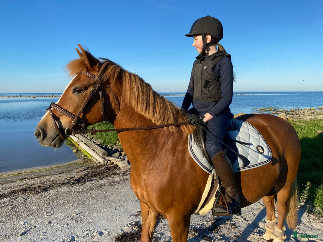 Allround hästar till salu: Äldre läromästare och bästa vän ❤️ - Annons 3