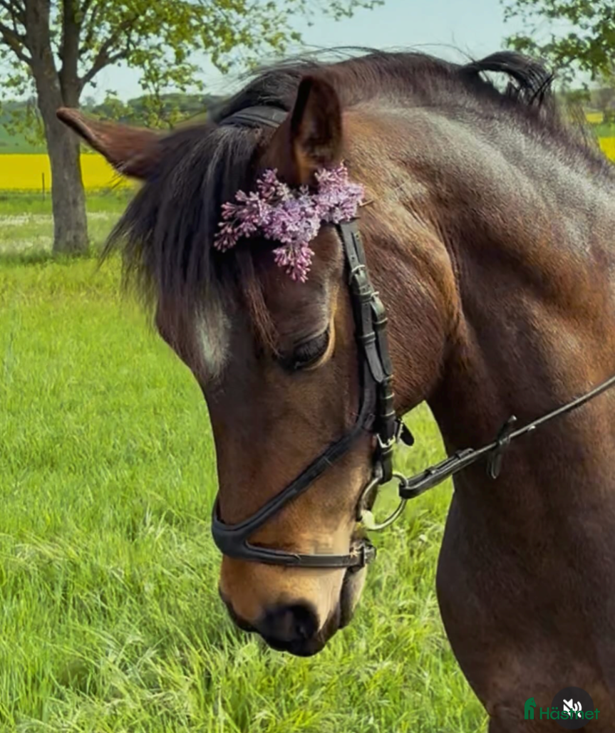  hästar Hoppglad Connemara i Staffanstorp - Annons 13