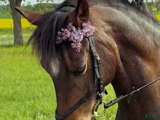 hästar Hoppglad Connemara i Staffanstorp - Annons 13