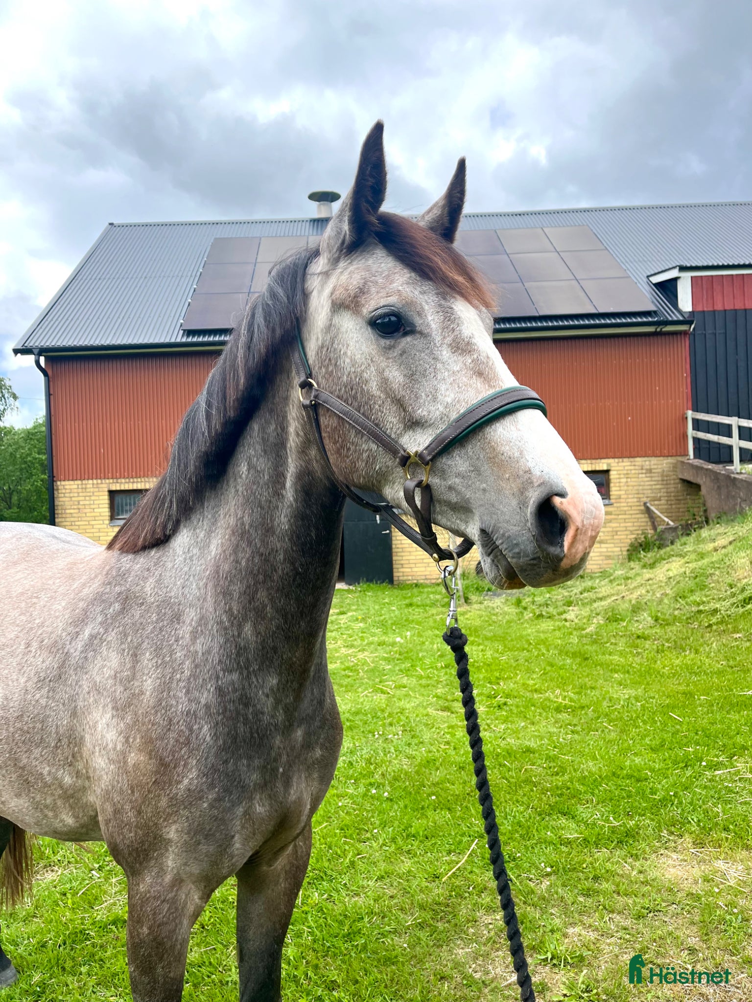  hästar Underbar 3-åring e Mr Vain⭐️ - Annons 1