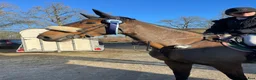 Hoppning hästar till salu: Sto e Baloubet du Rouet  i Ör - Annons 2
