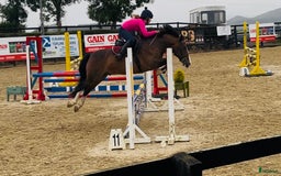 Hoppning hästar till salu: Selection of Irish ponies i Ljungby - Annons 22