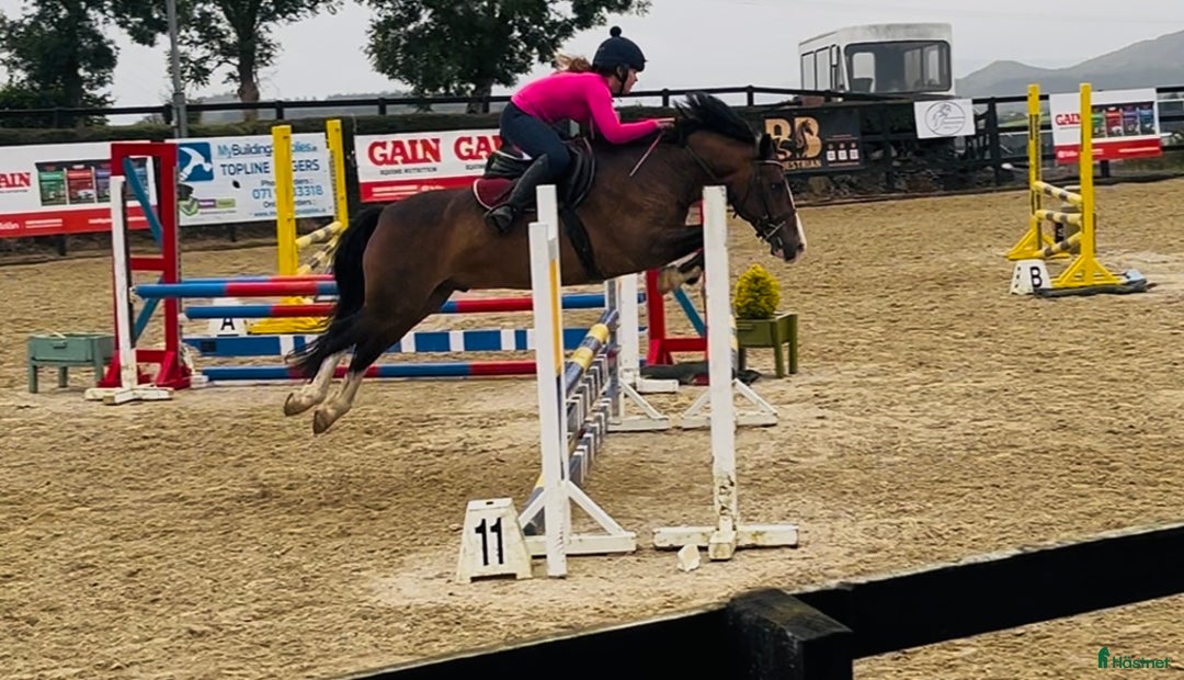 Hoppning hästar till salu: Selection of Irish ponies i Ljungby - Annons 22