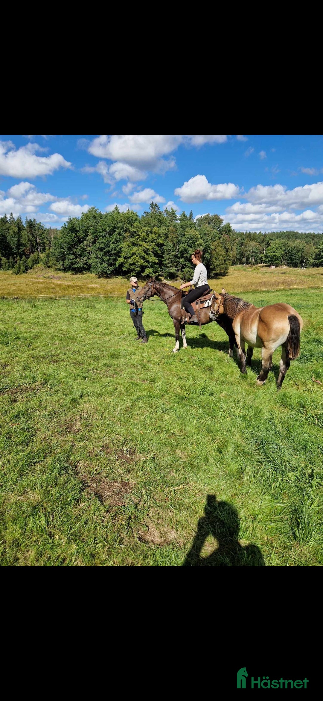  foderhäst finnes: Söker fodervärd till mina prinsessor - Annons 3