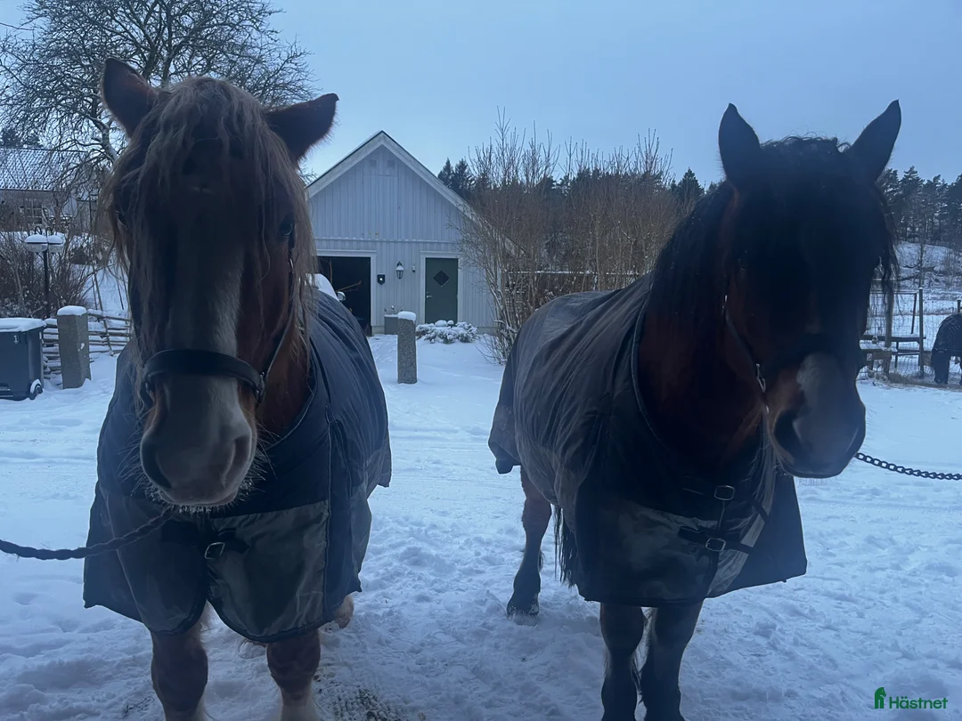 Utställning hästar till salu: Ardenner hingst projekt häst  i Sjuntorp - Annons 2