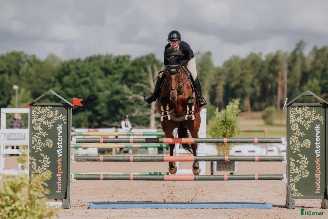 Hoppning hästar till salu: Skynda fynda framtidshopp med toppmöderne 🌟 i Söderköping - Annons 5