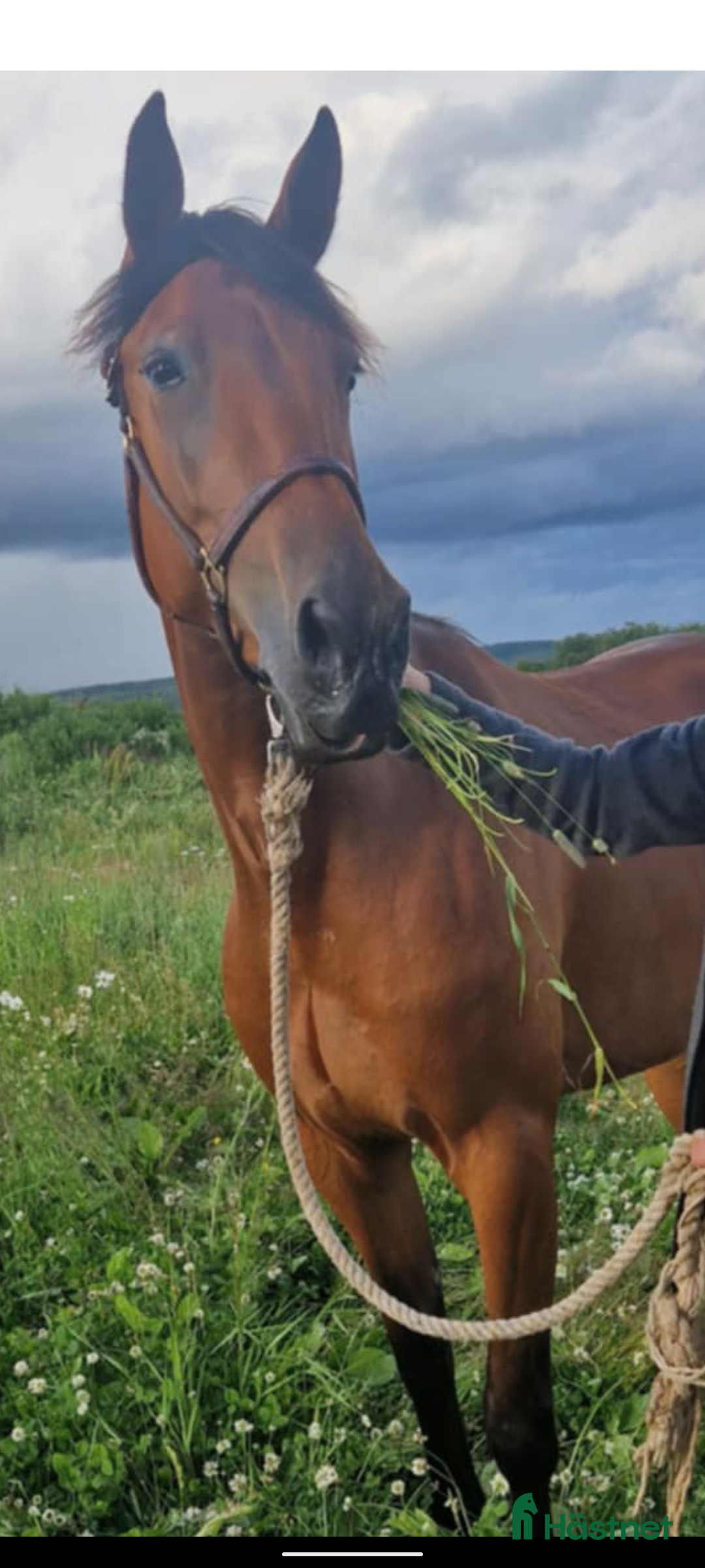 Trav hästar till salu: Starthäst i Djurås - Annons 2