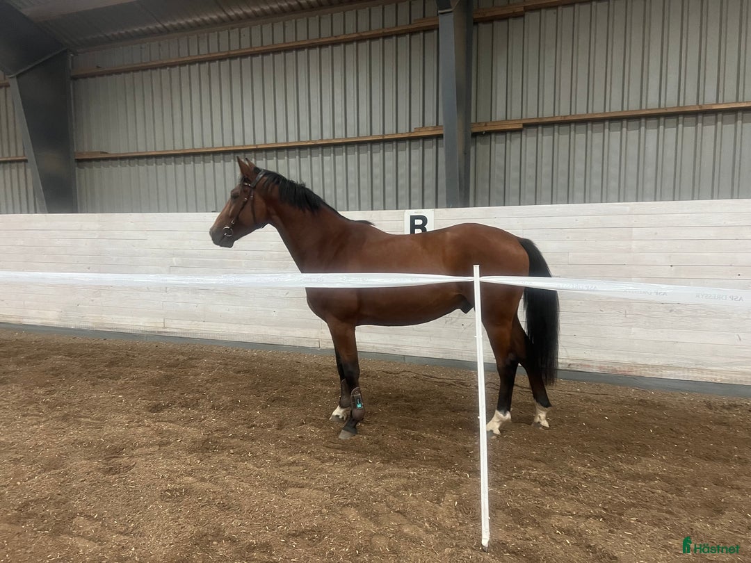 Hoppning hästar till salu: Din nästa stjärna? i Strömsnäsbruk - Annons 2