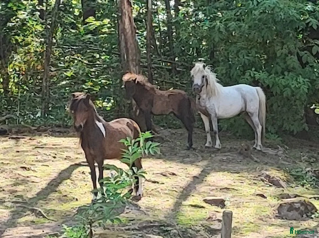 Övrigt hästar till salu: AMHA HINGST 5 år i Tjällmo - Annons 5