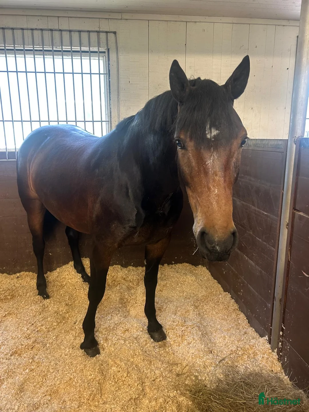 Allround hästar till salu: Genomsnällt 6årigt sto i Årsunda - Annons 3