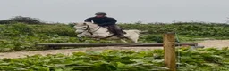 Allround hästar till salu: 5yo Connemara gelding - Annons 1