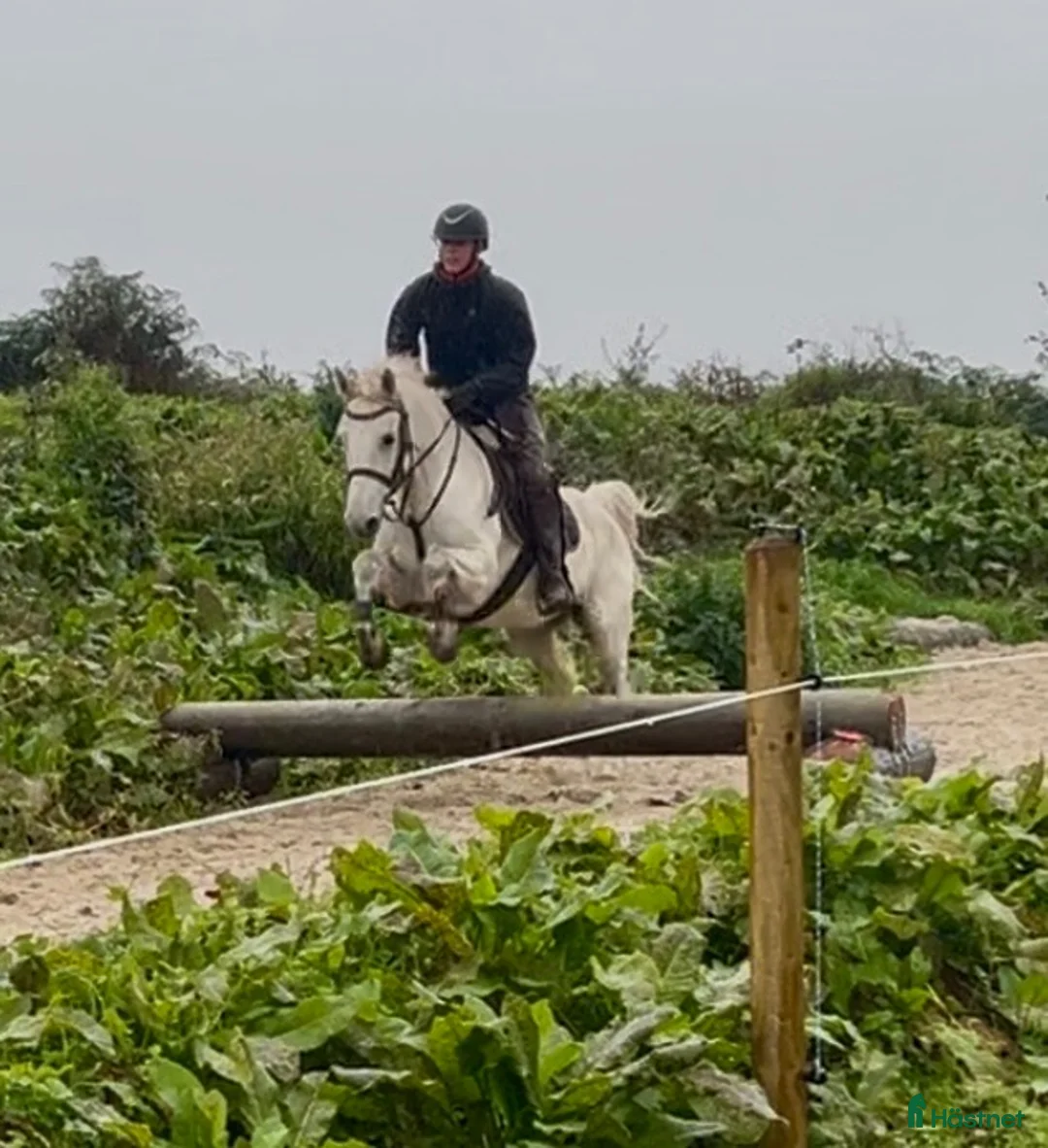 Allround hästar till salu: 5yo Connemara gelding - Annons 1
