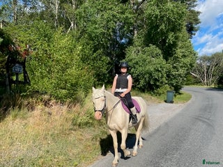 hästar Söker Medryttarhäst i Åkersberga - Annons 2