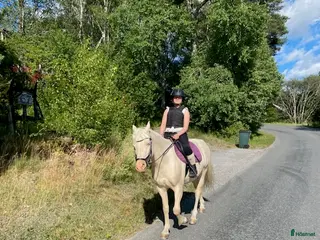 hästar Söker Medryttarhäst - Annons 4