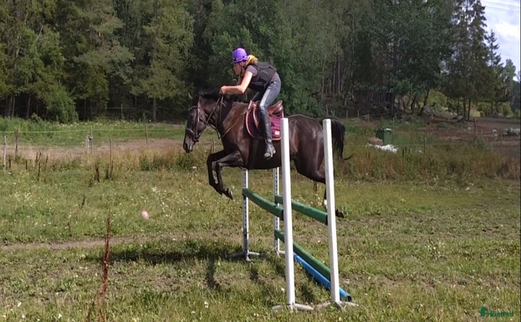  hästar i Upplands Väsby - Annons 12