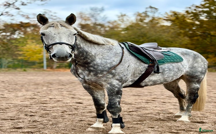  hästar ✨Bombsäker läromästare✨ i Korsberga - Annons 13