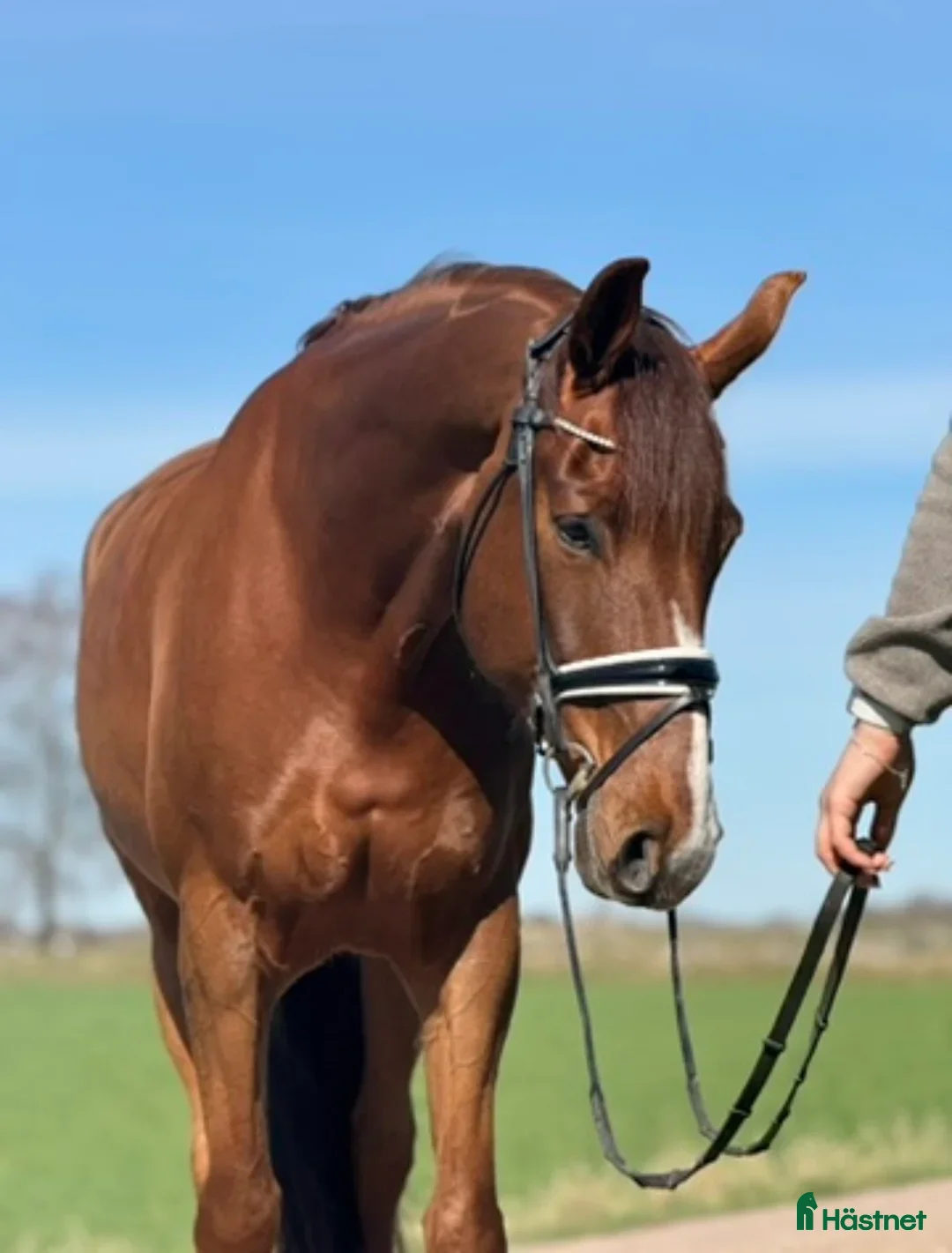 Dressyr hästar till salu: Lättriden MSVA valack med potential - Annons 1