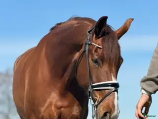 hästar Lättriden MSVA valack med potential - Annons 6