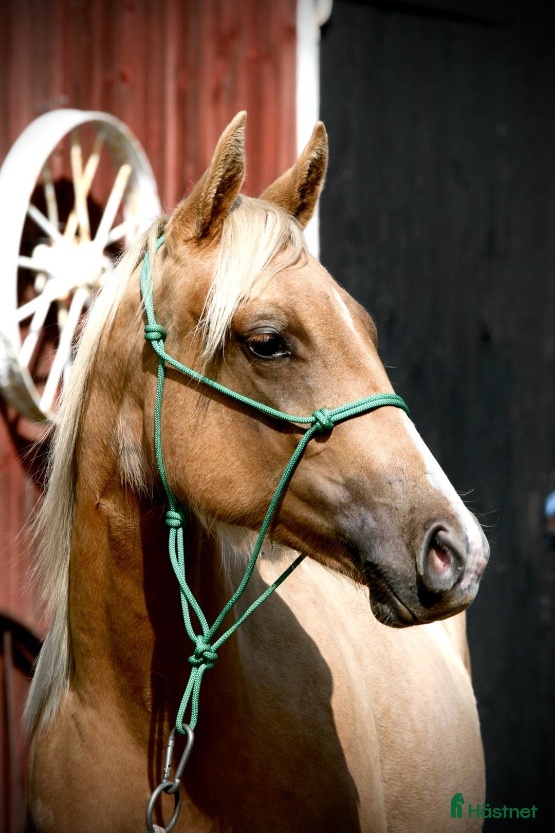 Western hästar till salu: Palomino quartersto i Lidköping - Annons 4