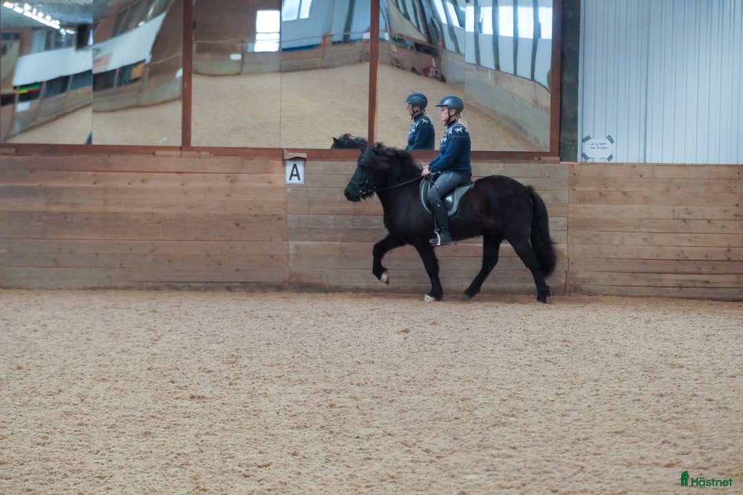 Island hästar till salu: Trevlig, mycket ridbar unghäst i Vessigebro - Annons 2