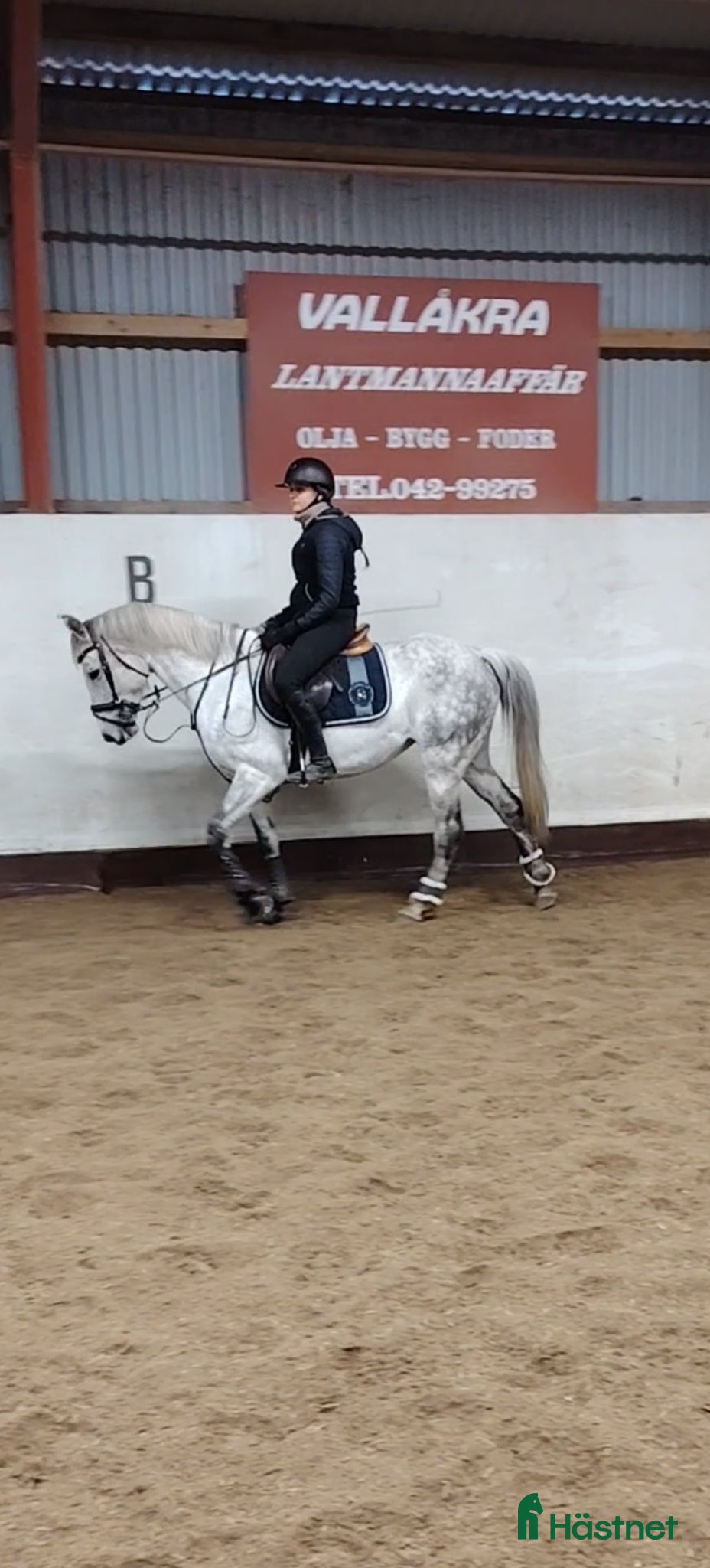  hästar Snygg d ponny säljes mycket förmånligt!  - Annons 8