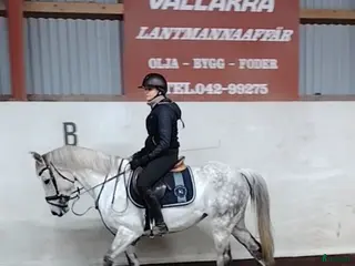 hästar Snygg d ponny säljes mycket förmånligt! - Annons 8