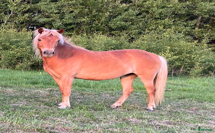  hästar i Ransta - Annons 11