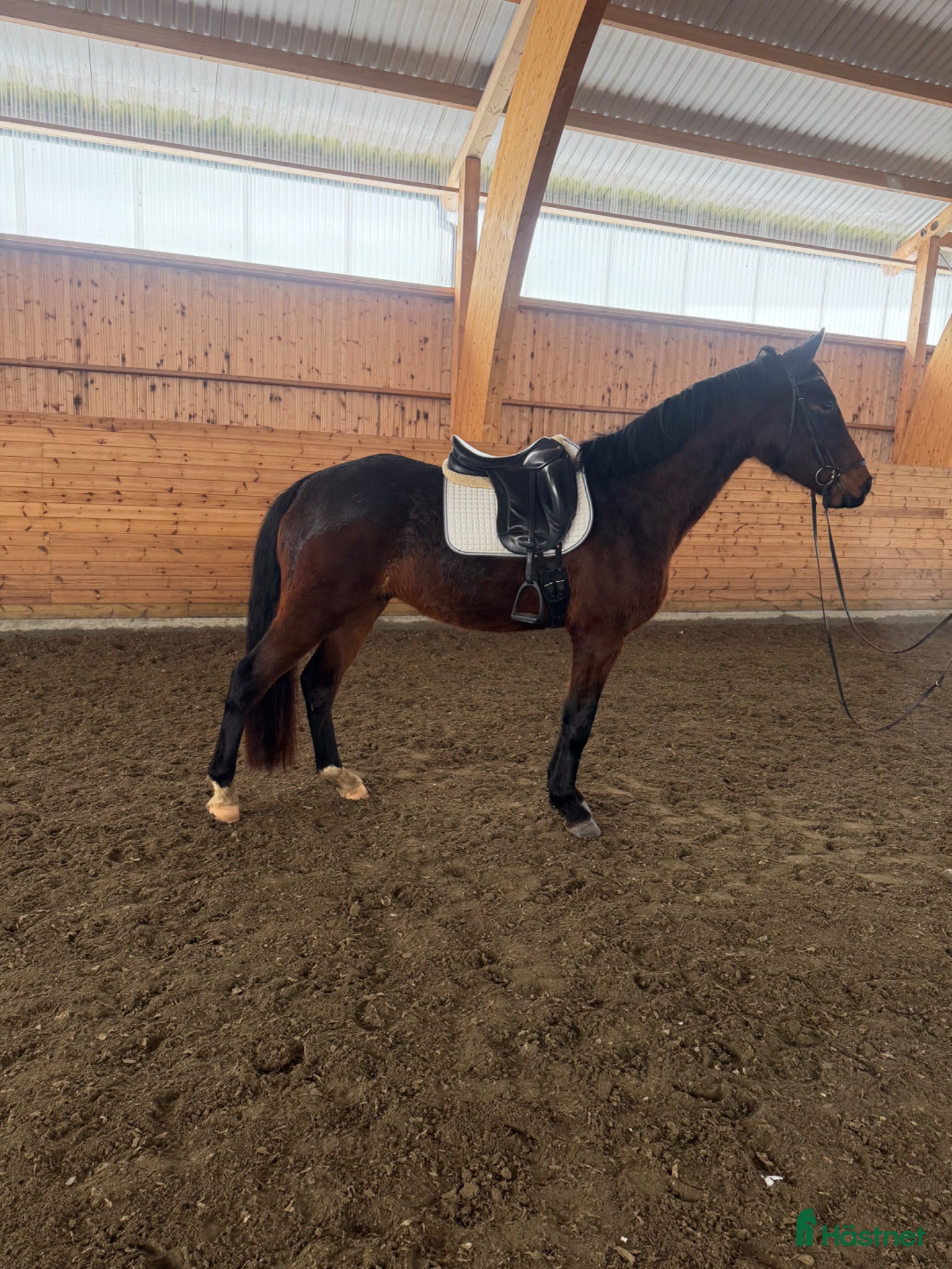  hästar Häftig 4åring!  - Annons 2