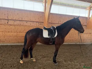 hästar Häftig 4åring! - Annons 2