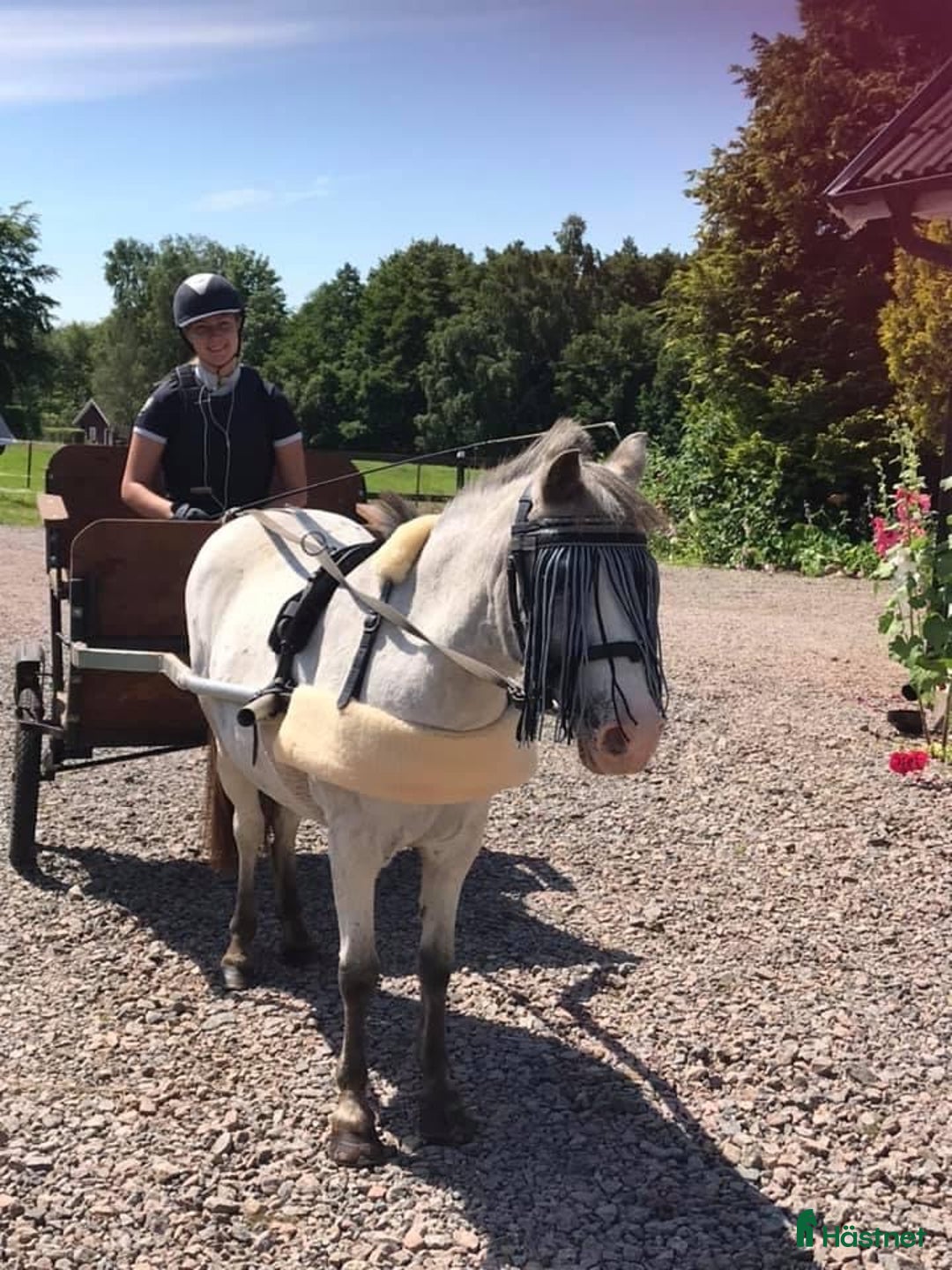 Allround hästar sökes: Söker liten ponny för utbildning till Terapi ponny i Hjärnarp - Annons 1