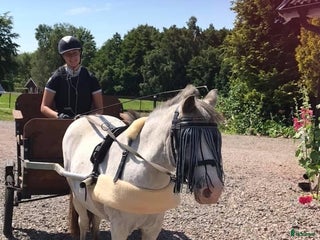 hästar Söker liten ponny för utbildning till Terapi ponny i Hjärnarp - Annons 13