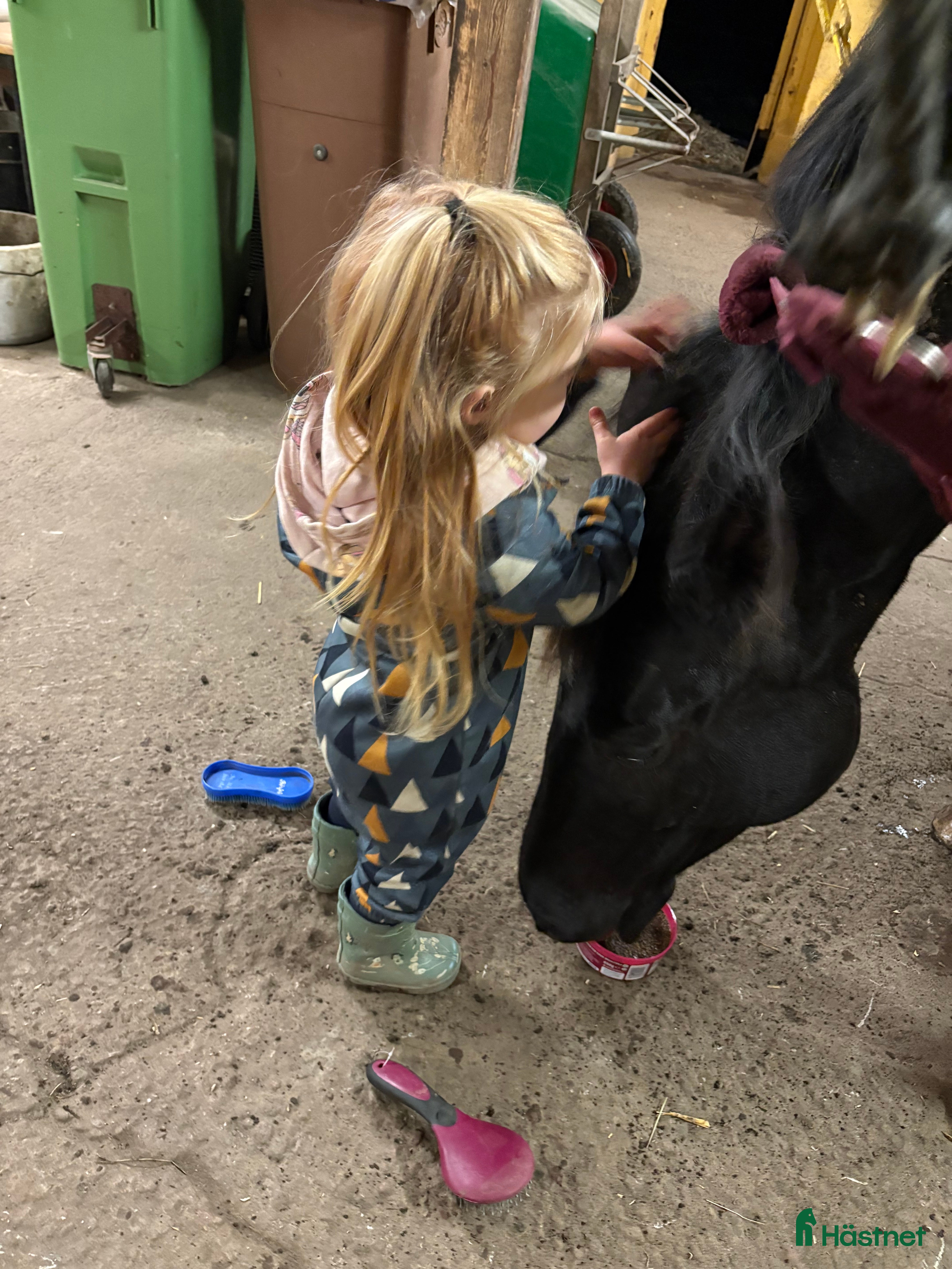  foderhäst Ny kompis sökes! i Knutby - Annons 4