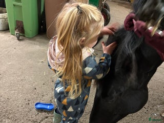 foderhäst sökes: Ny kompis sökes! i Knutby - Annons 1