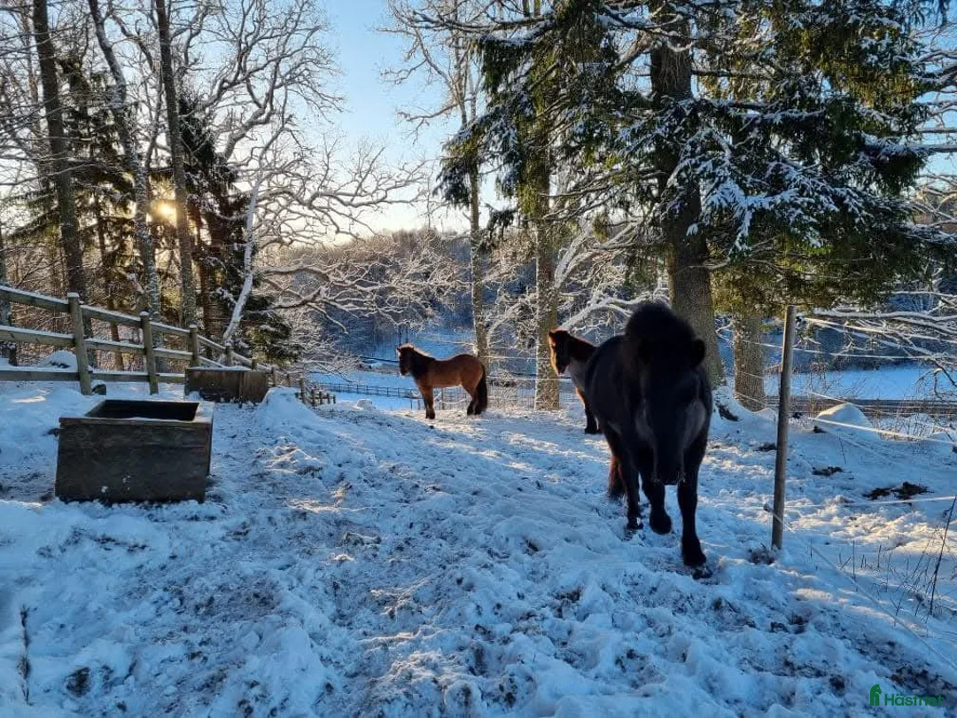  stallplats finnes: Stallplats för islandshäst Rö/Rimbo! i Rö - Annons 7