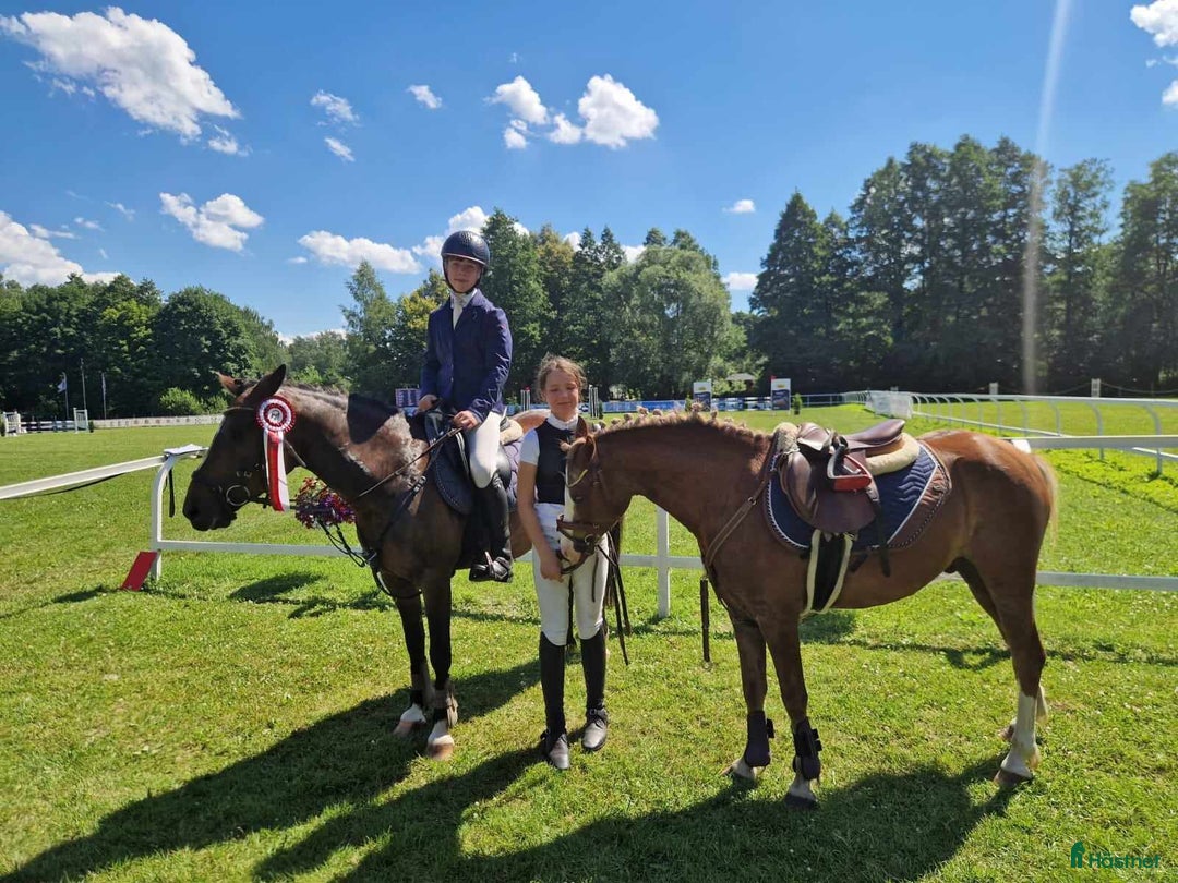 Hoppning hästar till salu: Welsh pony for sport i Stockholm - Annons 13