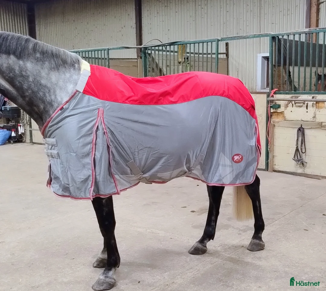 Täcken hästutrustning till salu: Regnflugtäcken för breda hästar  - Annons 1