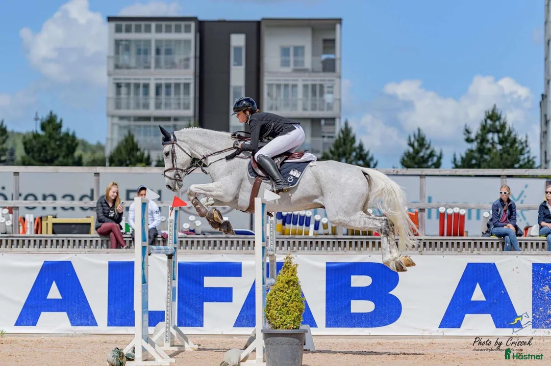 Hoppning hästar till salu: Trevlig Hobby / Tävlingshäst i Tomelilla - Annons 1