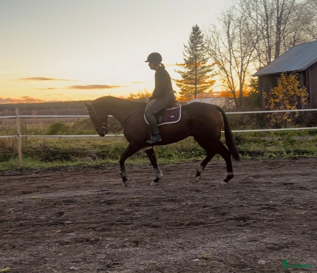 Allround hästar till salu: Underbar bästavän säljes/lånas ut i Luleå - Annons 1