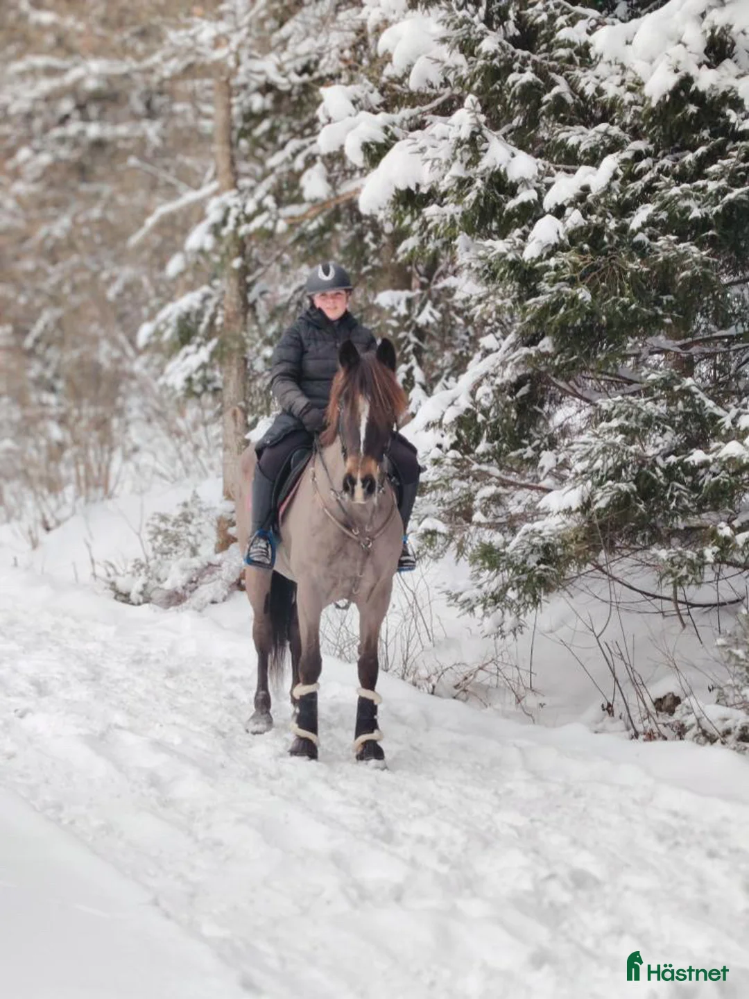 Allround hästar till salu: Intressekoll vackert sto i Ånimskog - Annons 2