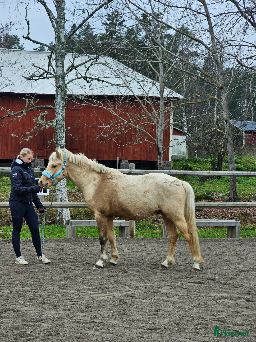 Allround hästar till salu: Ponny för championaten - Annons 2