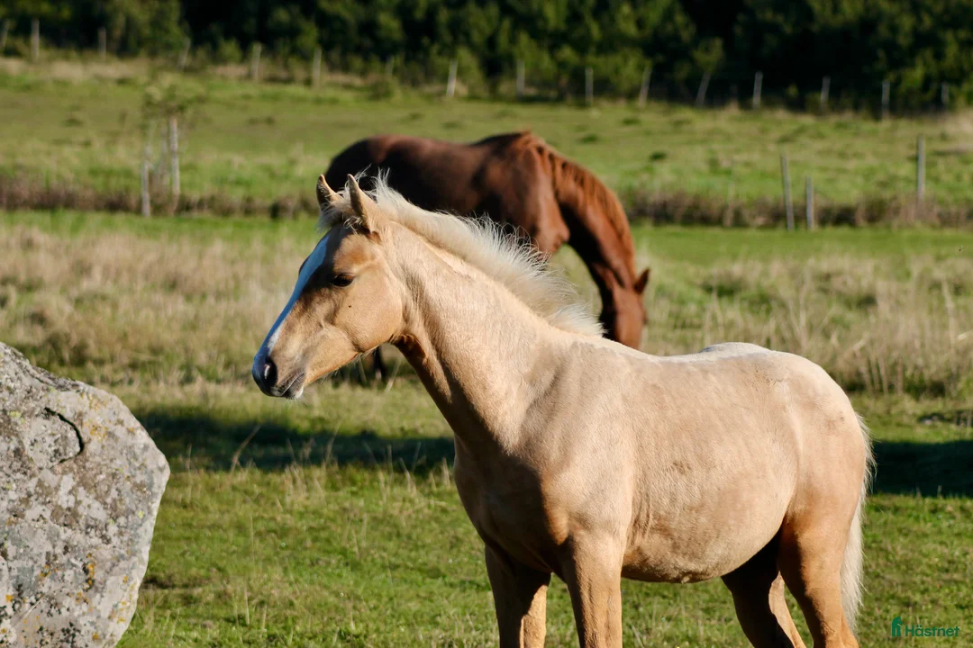 Dressyr hästar till salu: Sockersött sto e Zafferano - Sir Donnerhall  i Märsta - Annons 5