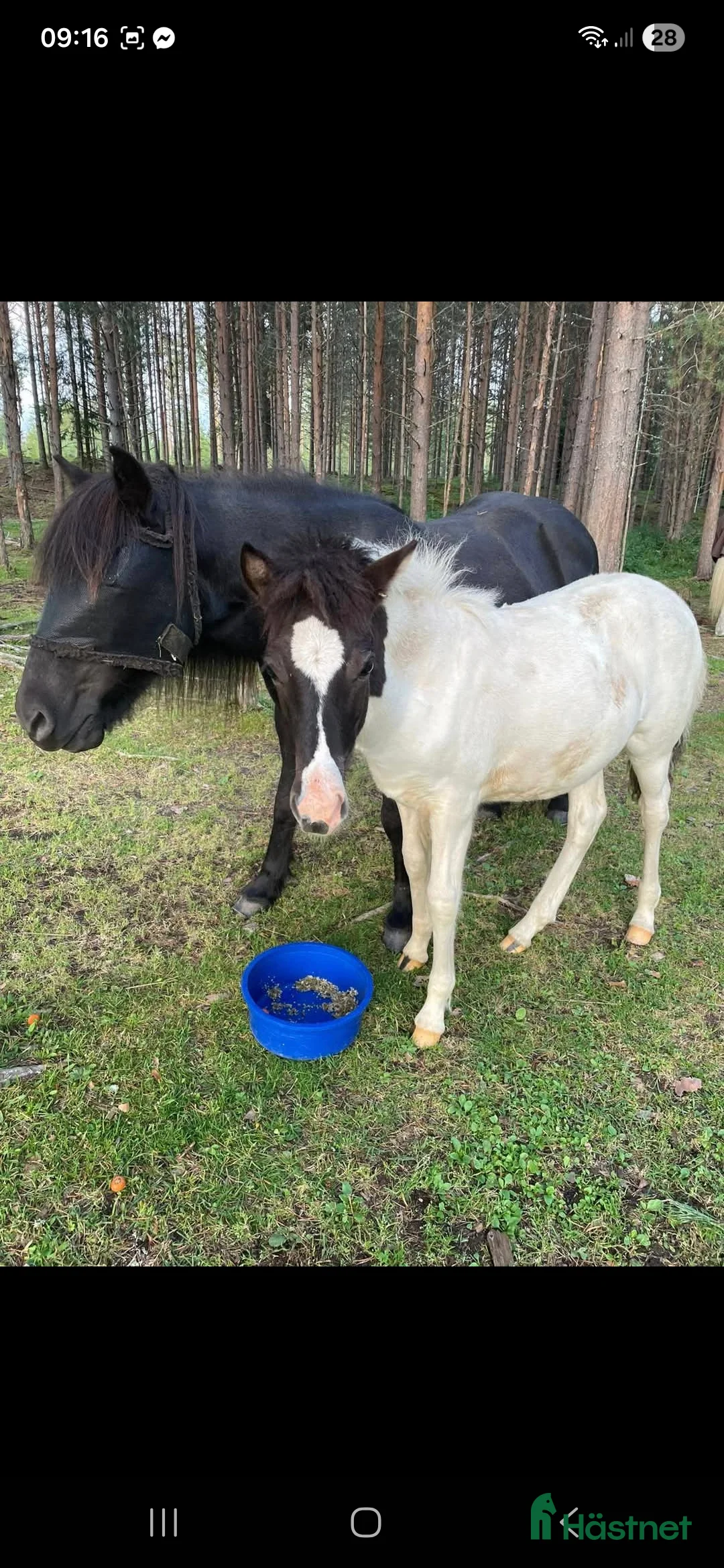 Island hästar till salu: Stoföl efter Toppur frá auðsholtshjáleigu - Annons 2