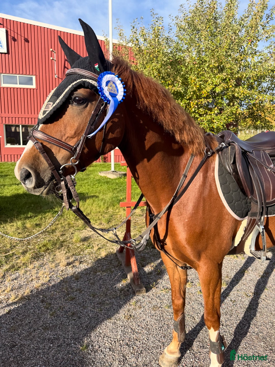 Hoppning hästar till salu: D-ponny för de högsta klasserna! i Nynäshamn - Annons 1