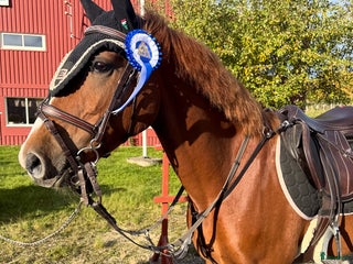 hästar D-ponny för de högsta klasserna! i Nynäshamn - Annons 10