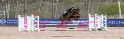 Hoppning hästar till salu: Världens bästa läromästare Ludwig Twin - Annons 1