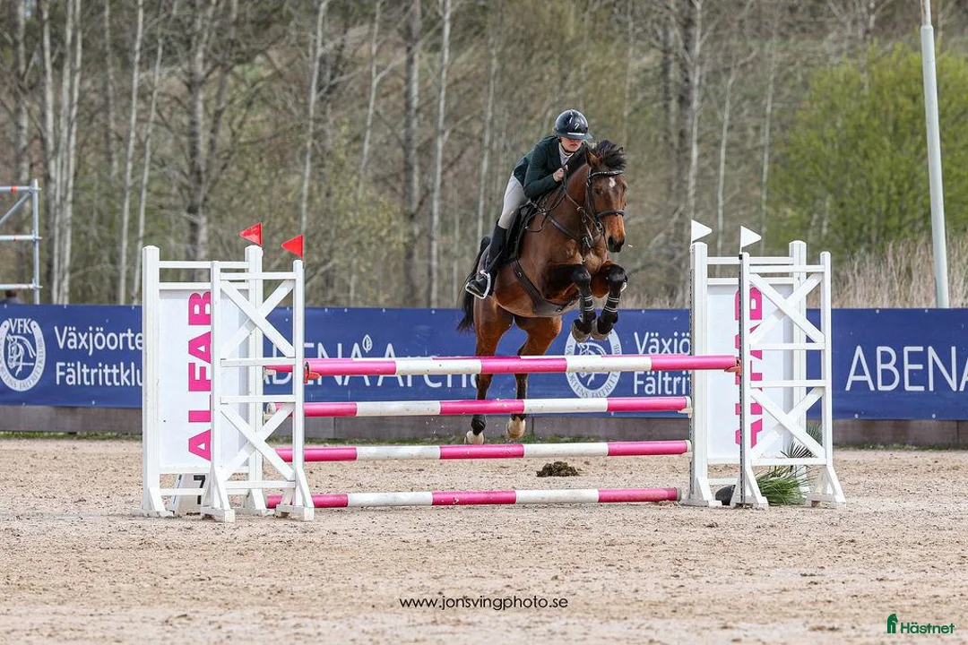 Hoppning hästar till salu: Världens bästa läromästare Ludwig Twin - Annons 1