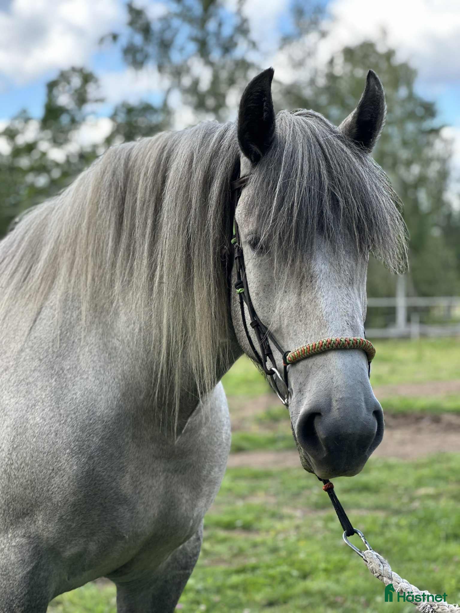 Allround hästar till salu: Underbart kallblods sto - Annons 1