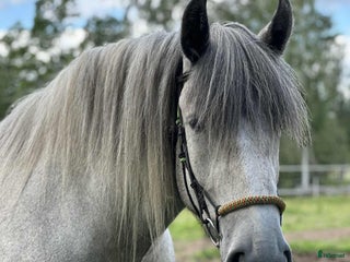 hästar Underbart kallblods sto - Annons 4