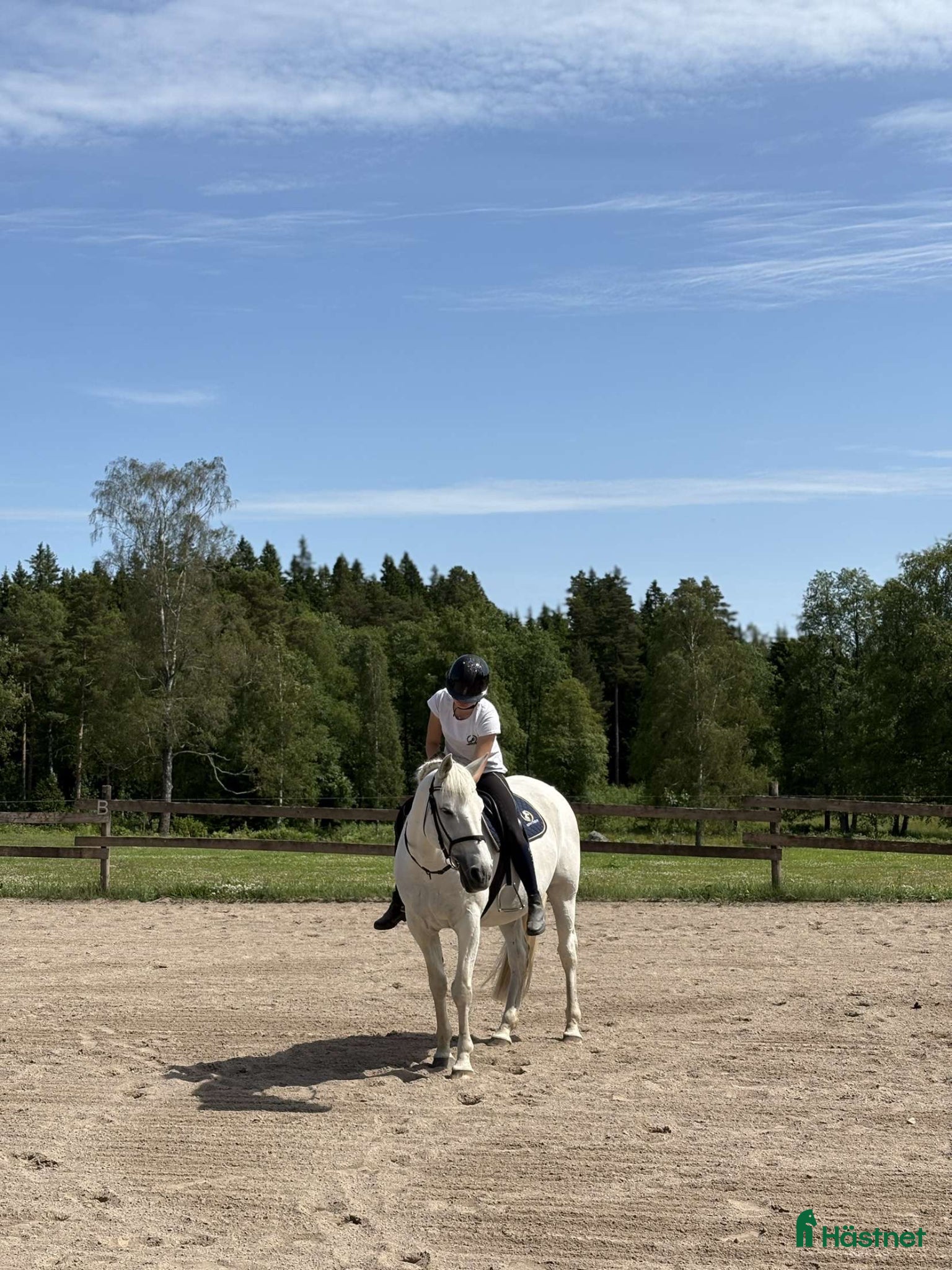  medryttarhäst sökes: Söker medryttarhäst i Växjö! - Annons 2
