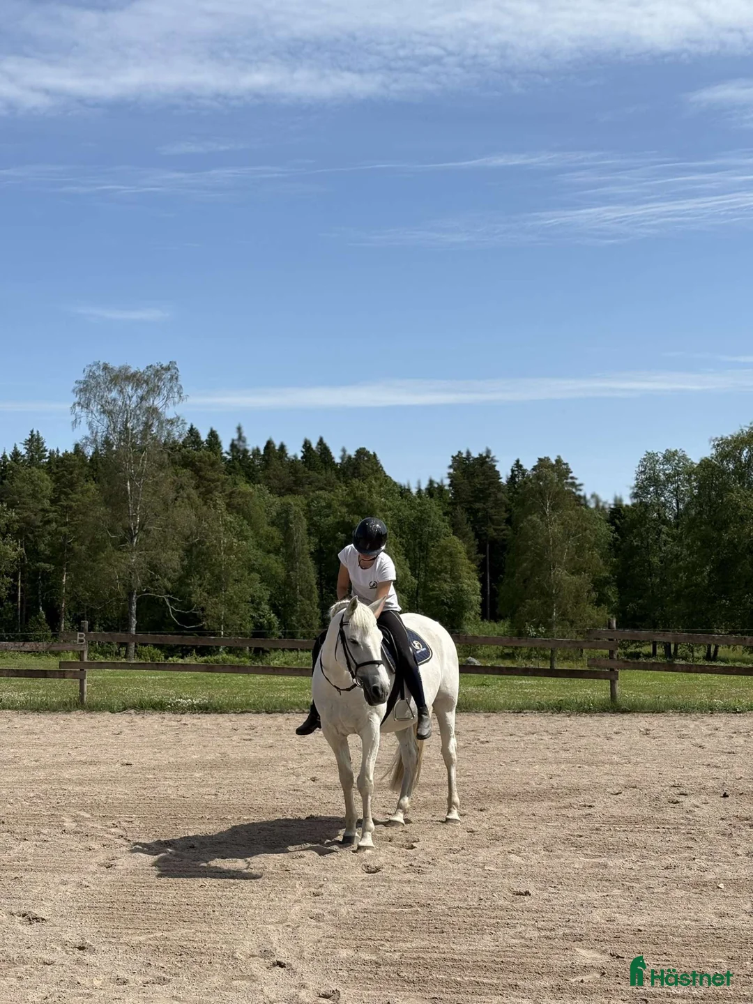  medryttarhäst sökes: Söker medryttarhäst i Växjö! i Växjö - Annons 1